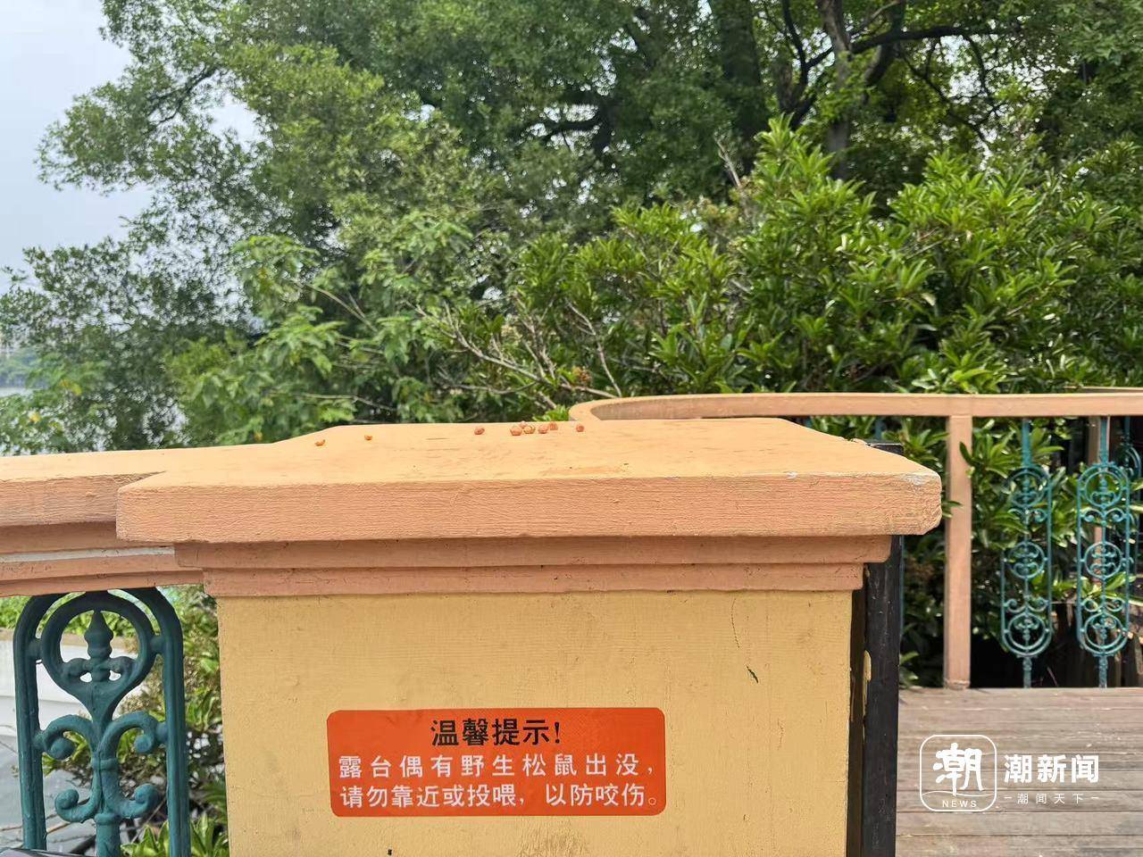 “蹭吃”小松鼠带火西湖边餐厅，店家：客人排队来，已贴安全提醒